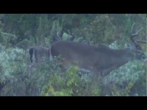 baguazhang deer horn