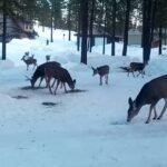 baguazhang deer horn